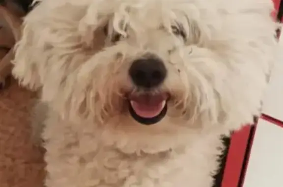 Собаки потеряшки, Новокузнецк, фото: Потеряшка белая болонка в садовом обществе на Листвянском шоссе