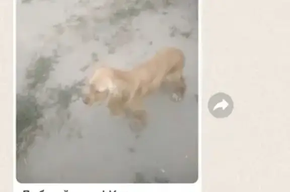 Найдена собака на Московской, 46 в Колывани.