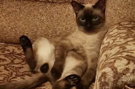 Кошки потеряшки, Набережные Челны, фото: Потеряшка кот Риччи в Набережных Челнах