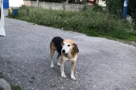 Собака Бигль найдена на проспекте Мира, 98, Заречный.