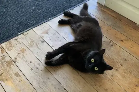 Найден чёрный кот с жёлтыми глазами в Руднёво