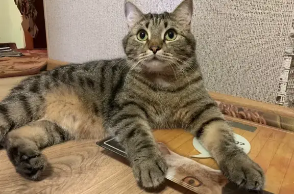 Пропала кот Смешанной породы на ул. Чичерина, 29, Челябинск