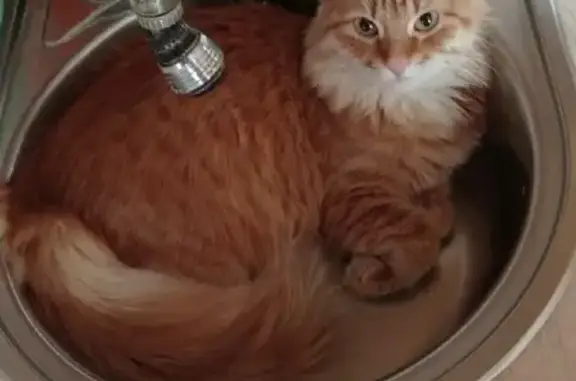 Объявления о пропавших и найденных животных, Москва, фото: Пропала кошка Ромашка на Перервинском бульваре, Москва