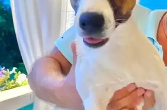 Найдена собака, Московская область, фото: Найдена собака на Дачной ул. в Наро-фоминске