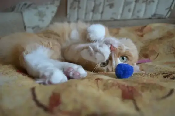 Найден кот Морис ищет дом на Шпаковской, Ставрополь.