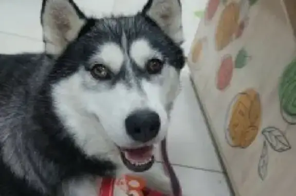 Найдена собака, Москва, фото: Найдена сука хаски на ул. Кунцевская, 13/6