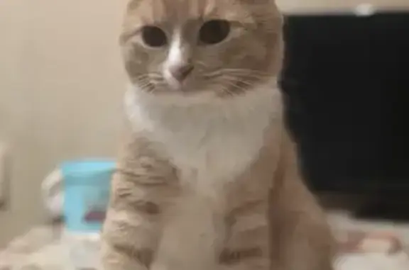 Кошки потеряшки, Москва, фото: Потеряшка кошка на Туристской ул. 14к4, Москва, 05.08.