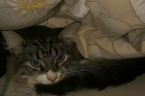 Кошки потеряшки, Москва, фото: Потеряшка кошка на Рязанском проспекте, отзывается на 