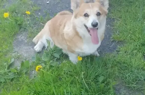 Собаки потеряшки, Санкт-Петербург, фото: Потеряшка рыжая корги на Таллинском шоссе, СПб