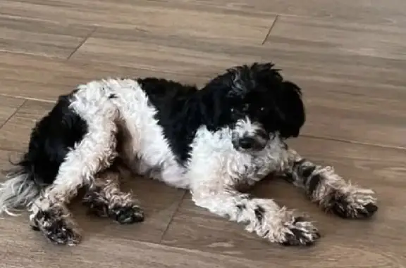 Собаки потеряшки, Санкт-Петербург, фото: Потеряшка черно-белый кобель в Красном Селе