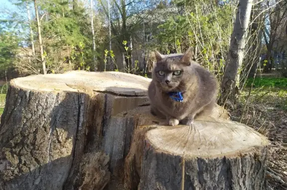 Кошки потеряшки, Казань, фото: Потеряшка кошка Сильва в Парк Урицкого, г. Казань, ул. Академика Королёва, 65