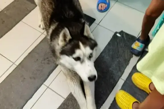 Найдена собака на ул. Торосова, 15 в Абакане