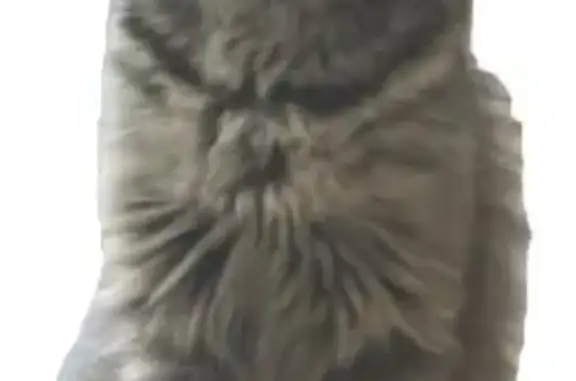 Кошки потеряшки, Москва, фото: Потеряшка кошка Симба на Филёвской улице, Москва