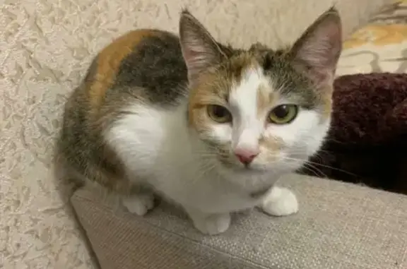 Объявления о пропавших и найденных животных, Москва, фото: Пропала кошка на Каширском шоссе, Москва