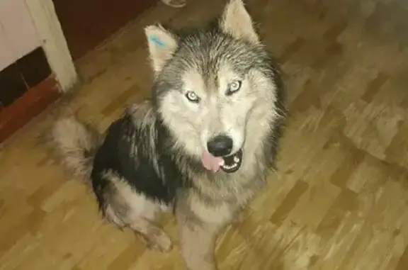 Собака Прибилась найдена на Новодвинской, 38