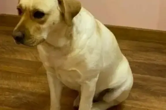 Пропала собака Снежка в Ембаево, нужна помощь!