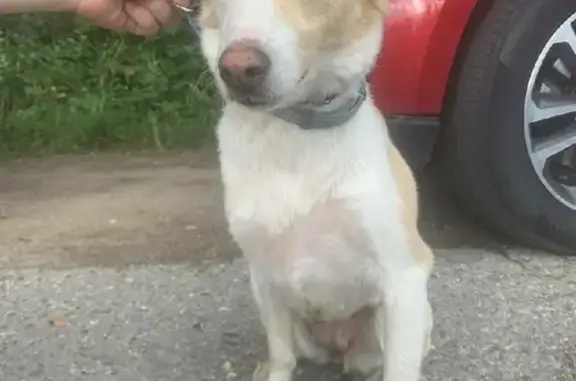 Найдена ласковая собака в Переславле-Залесском, ищет хозяина.