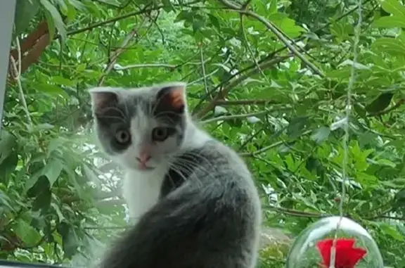 Кошки потеряшки, Пенза, фото: Потеряшка котенок Йосик на Ладожской, 51А в Пензе