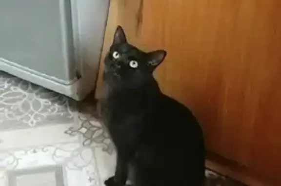 Кошки потеряшки, Казань, фото: Потеряшка кошка Малыш на Лениногорской, 9 в Казани