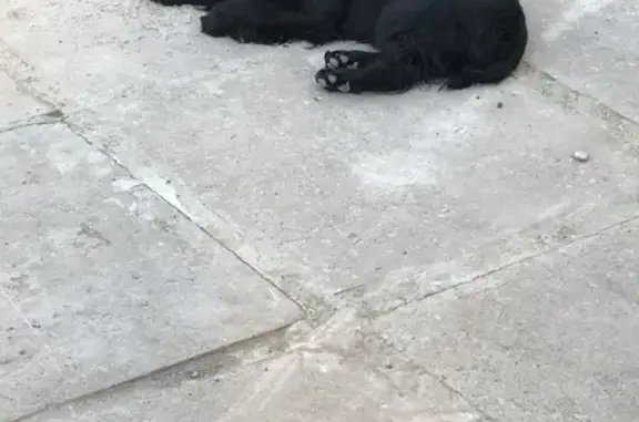 Пропала собака в Ставропольском крае