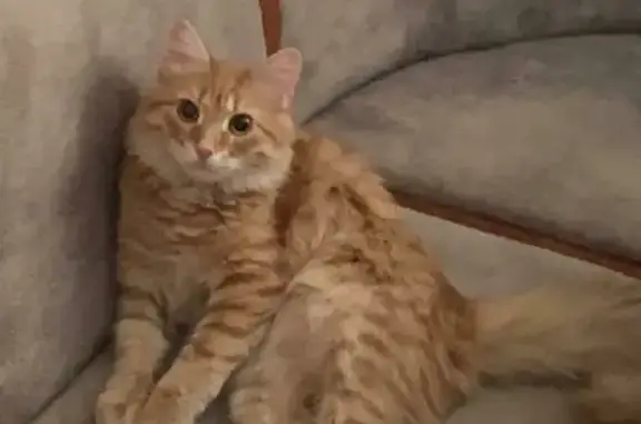 Объявления о пропавших и найденных животных, Москва, фото: Пропала кошка на Перервинском бульваре, Москва