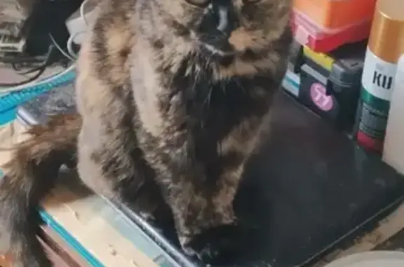 Объявления о пропавших и найденных животных, Москва, фото: Пропала кошка на Востряковском проезде 7 к2, Москва