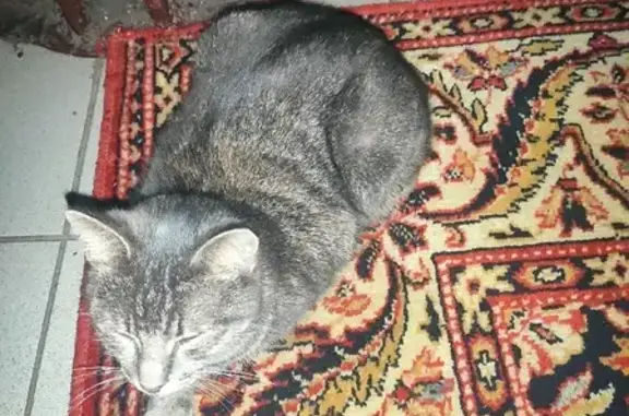 Потерянный кот на Маршала Неделина, 24
