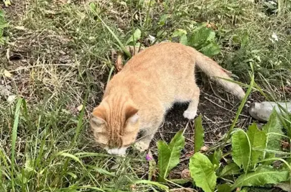 Найдена кошка на Старокаширском шоссе, 2 в Москве