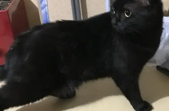 Найден черный кот с ошейником на Борисовском проезде