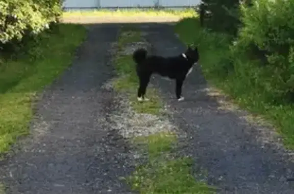 Найдена собака, Московская область, фото: Найдена собака в Московской области