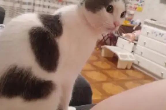 Кошки потеряшки, Набережные Челны, фото: Потеряшка кошка 