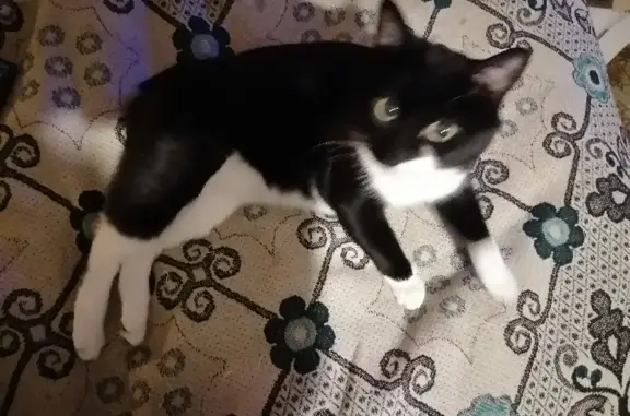 Потерянные животные Москва, фото: Пропал кот с Ракетного бульвара, возраст 11 лет, черный с белой грудкой и лапами, чипирован.