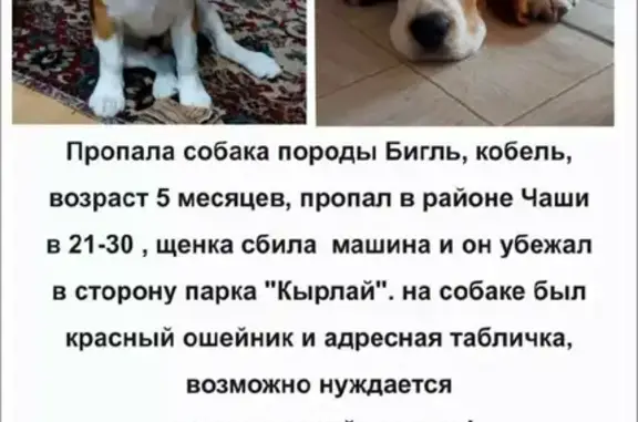 Пропала собака на улице Сибгата Хакима, 4 в Казани