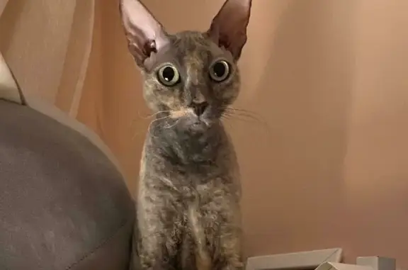 Кошки потеряшки, Москва, фото: Потеряшка кошка породы свинкс на ул. Бакинских Комиссаров, Москва