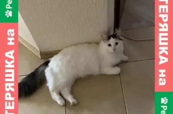 Найдена кошка на ул. Фучика 44 в Казани