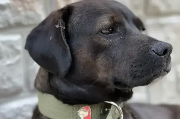 Собака найдена в Трудовском поселении, Крым