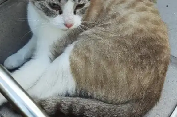 Найдена кошка на Дмитровском шоссе, Москва