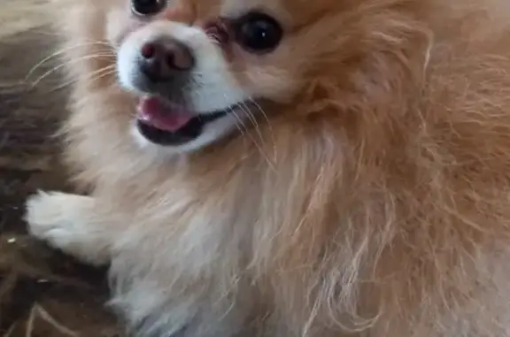 Найдена собака, Оредеж, фото: Собака найдена на улице Ленина, Оредеж