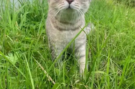 Кошки потеряшки, Санкт-Петербург, фото: Потеряшка кот Панчо, Альпийский переулок 15 к1, СПб