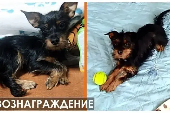 Пропала собака в Корфовском: ул. Арсеньева, 37А.