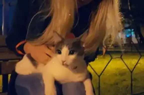 Объявления о пропавших и найденных животных, Москва, фото: Пропала кошка на улице Каховка, Москва