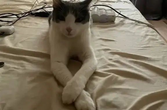 Объявления о пропавших и найденных животных, Москва, фото: Пропала кошка на ул. Каховка, 5 к1, Москва