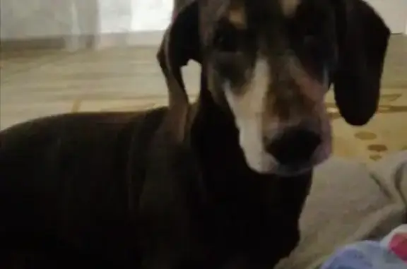 Собаки потеряшки, Томск, фото: Потеряшка такса на пр. Ленина, 56А в Томске