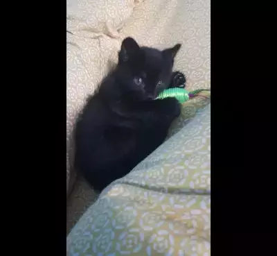 Кошки потеряшки, Плодопитомник, фото: Потеряшка черный котенок с белыми пятнами на улице Мичурина