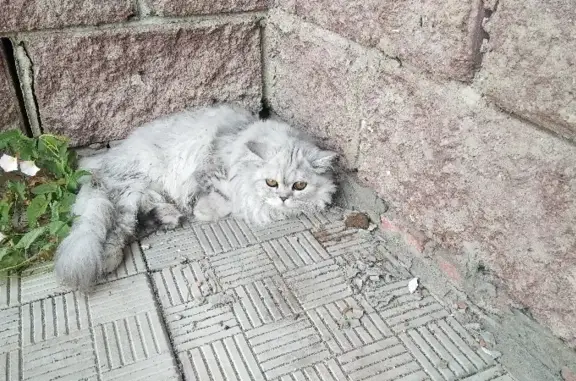 Серый пугливый кот нуждается в помощи на ул. Загира Исмагилова, 6, Уфа