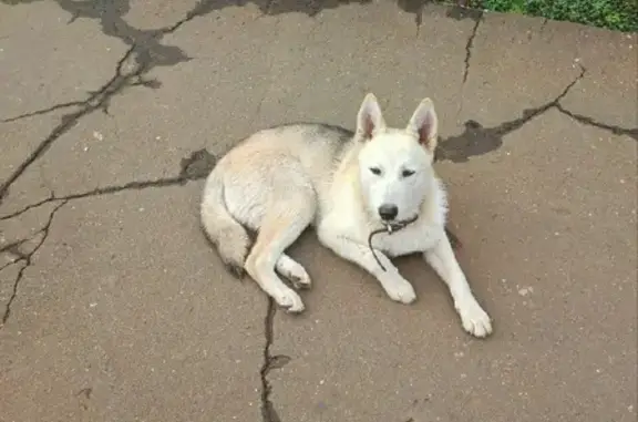 Найдена собака на 2-й Новошоссейной улице, Старково.
