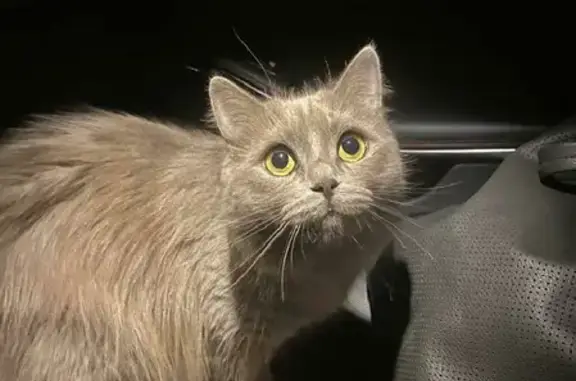 Найдена кошка на Херсонской, 43 в Москве