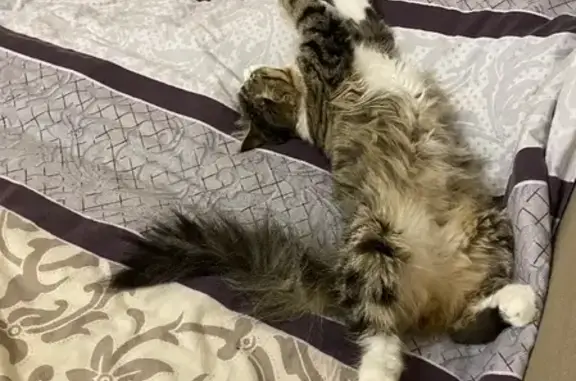 Кошки потеряшки, Москва, фото: Потеряшка кошка на Живописной улице, Москва