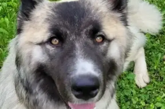 Найдена собака в ТиНАО, 5 августа 2022, без клейма, метис, молодая девочка.