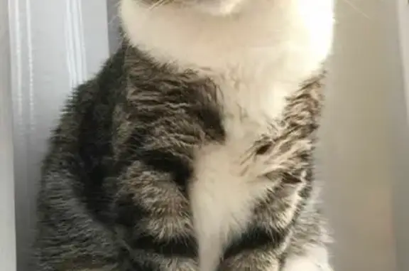 Объявления о пропавших и найденных животных, Москва, фото: Пропала кошка Мультик, Ясеневая ул. 44/42, Москва